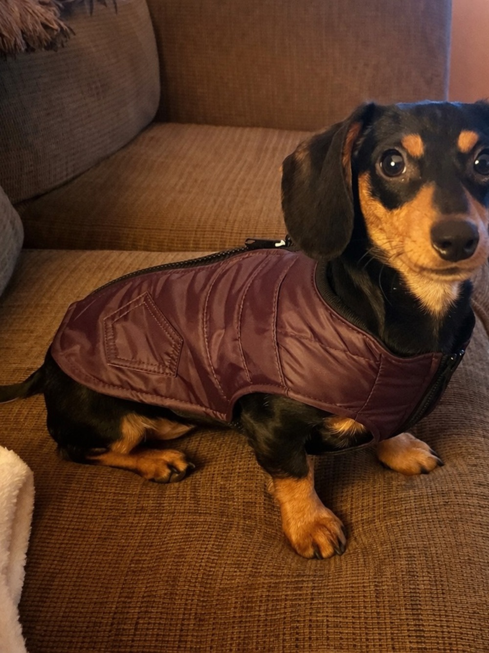 Dog Jacket Harness Vest Burgundy Faux Leather Zip Coat w Leash Rings Size Medium